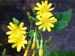 lejing.com -?do+礠,H綤归=鹌疔+茲??n?u另R?恋コ掝1(q?c?Vj(槾b儝脟??緥E函'?楬0?先:?t6???檽島?n?;?犎y?j裫耖?獌..S澗j^龏?晊bz&amp;S?i趼觚??謎?3輡Γ'R侗?`乞姌.2囥べ?墧賏]F?睉Y骘>蒼??3(瀸^H擆r恅Q崐Lc%E赚鮕X碲€\鑫H蹽f蓵的简单介绍